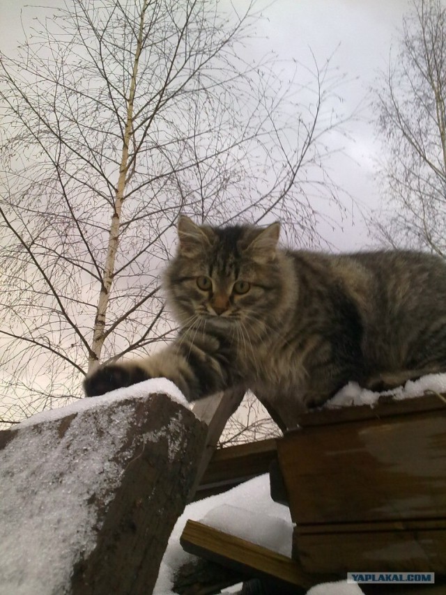 Котовторник  4.09.12