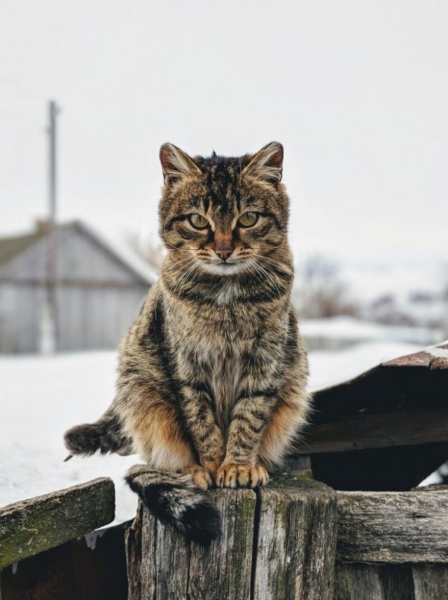 Котовторник 29.01.2019!