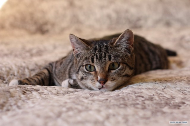 16 лучших котов сезона