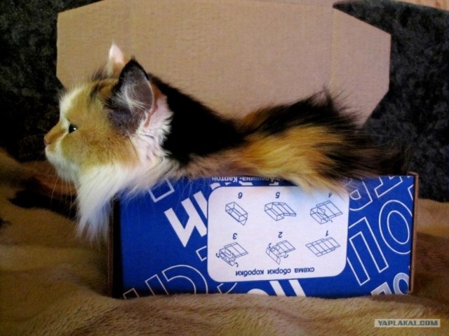 Котовторник 19.02.2013