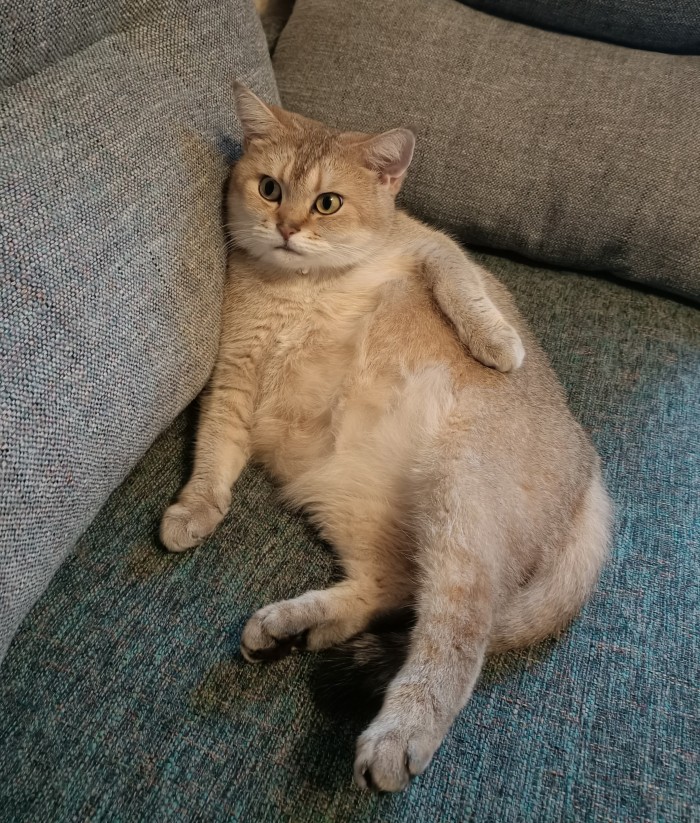 Котовторник 28.01.2020