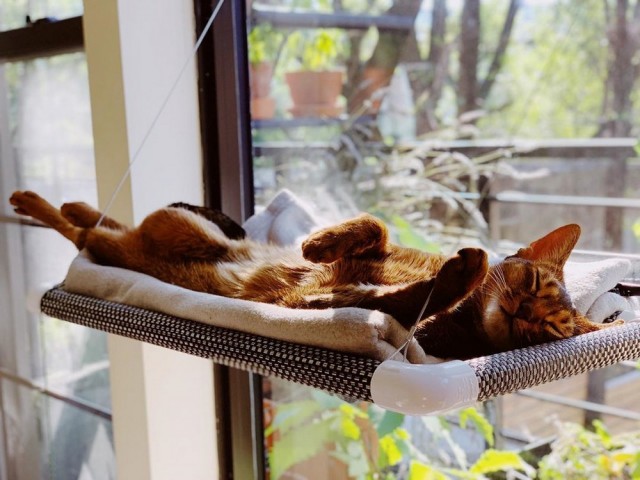 Коты из сети