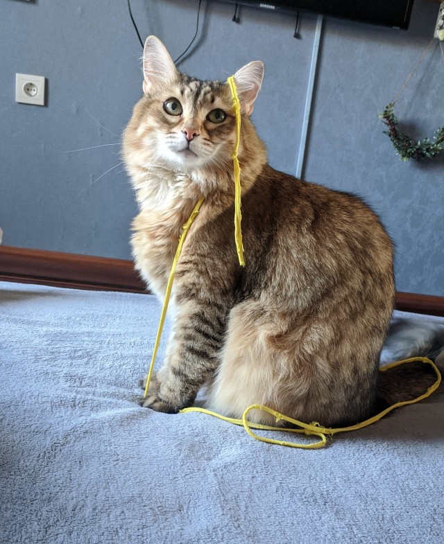 Давайте по котикам, которые с нами на самоизоляции