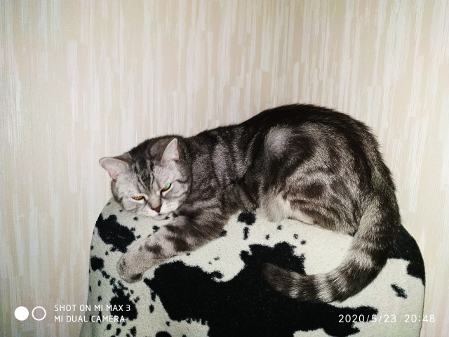 По просьбам в теме ниже. Реальный котовторник!