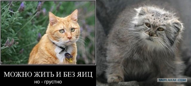 Фотожаба: Позабыт, позаброшен - никто не гладит!