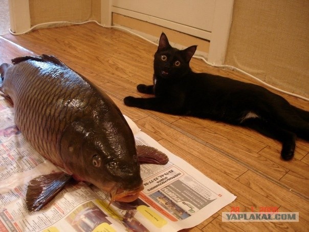 Фотожаба: котейка в шоке