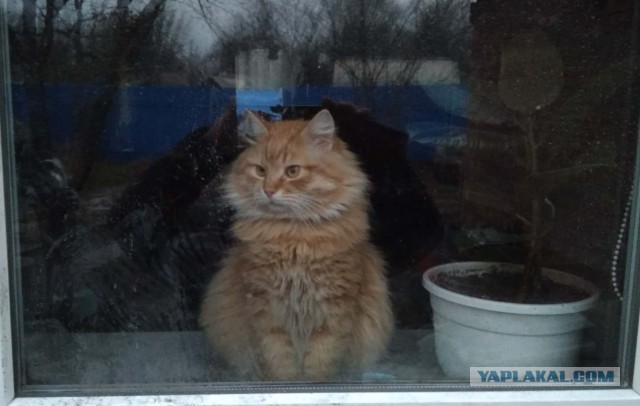 Котовторнику быть!