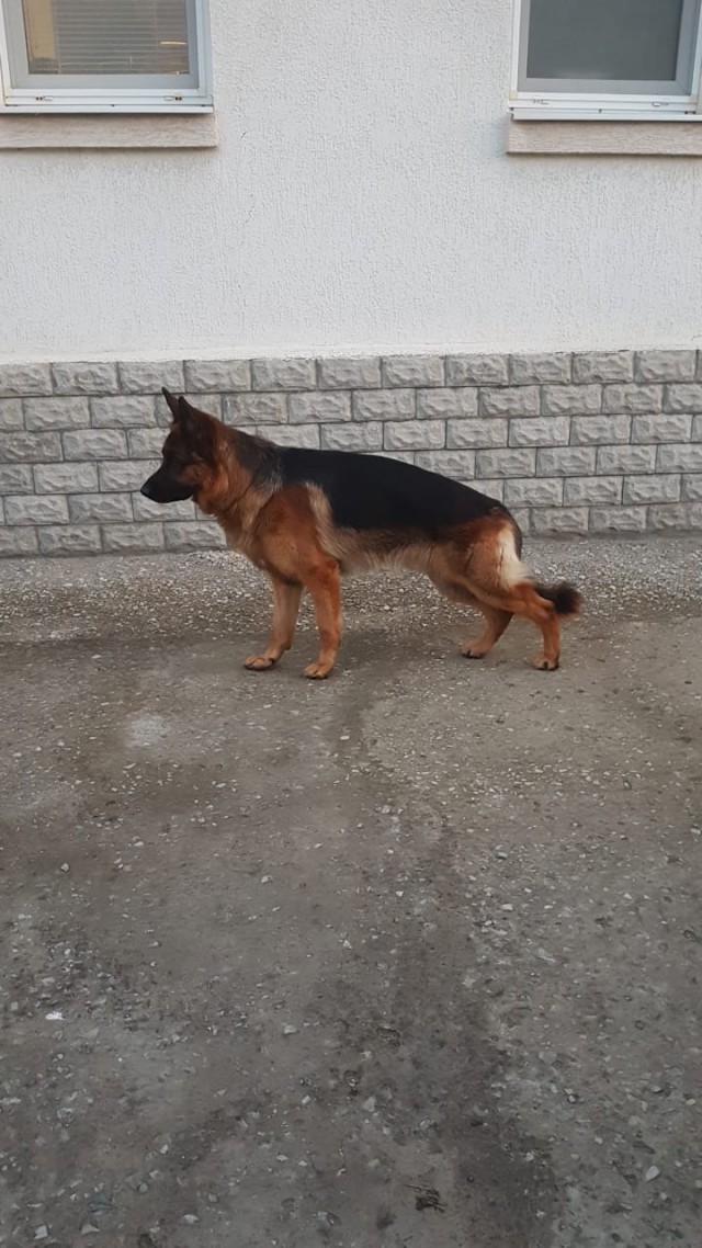 Немецких овчарок пост