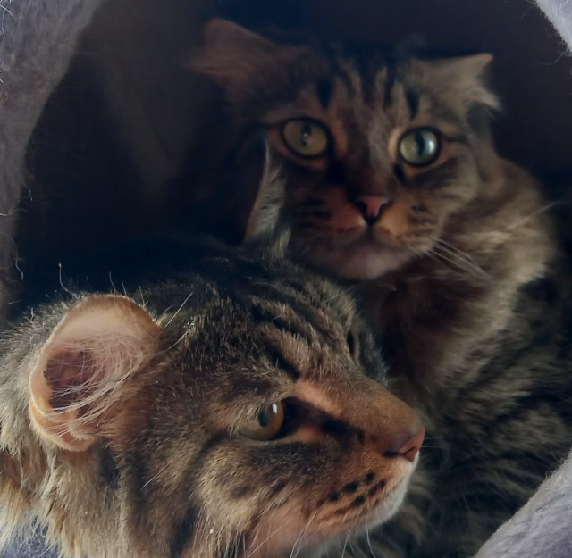 Даешь котовторник!