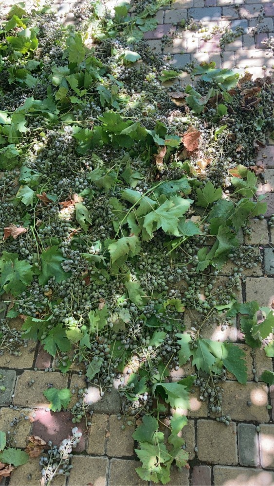 Битва за урожай завершена