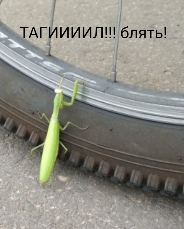 Нижегородский богомол