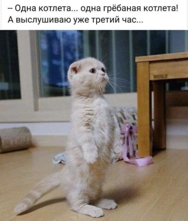 Юмор и прикольные картинки