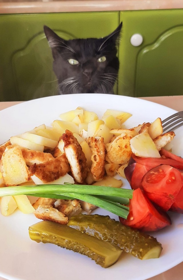 Наш защитник. Котовторнику посвящается