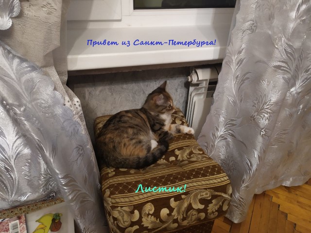 Жизнь домашнего приюта "Котоленд" 314