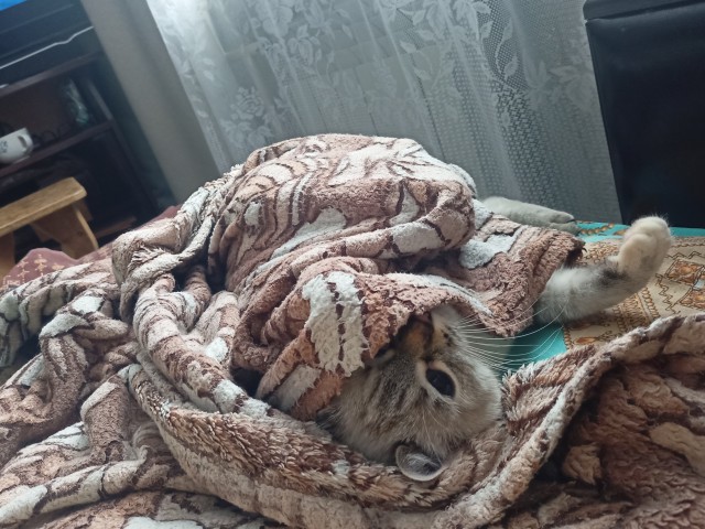 Котовторник. Февраль