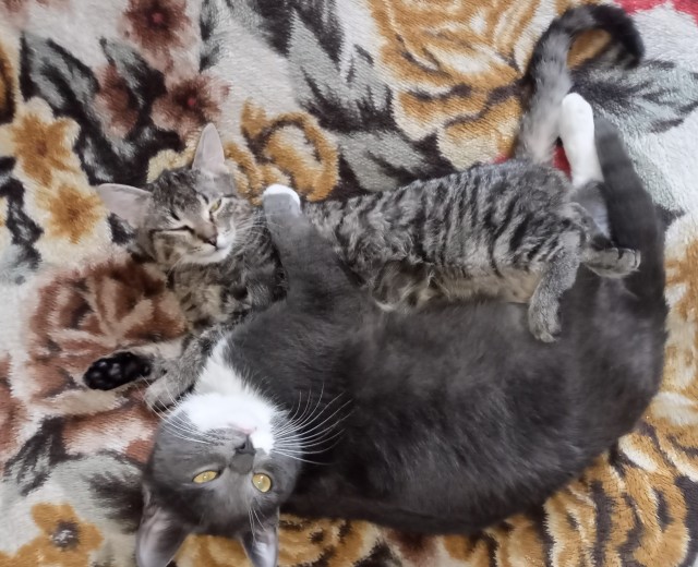 Котовторник. Картинки и буквы 08.02.22
