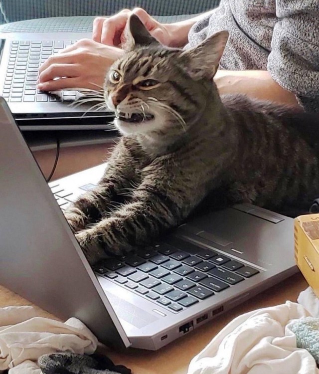 Котики не имеют национальности!!