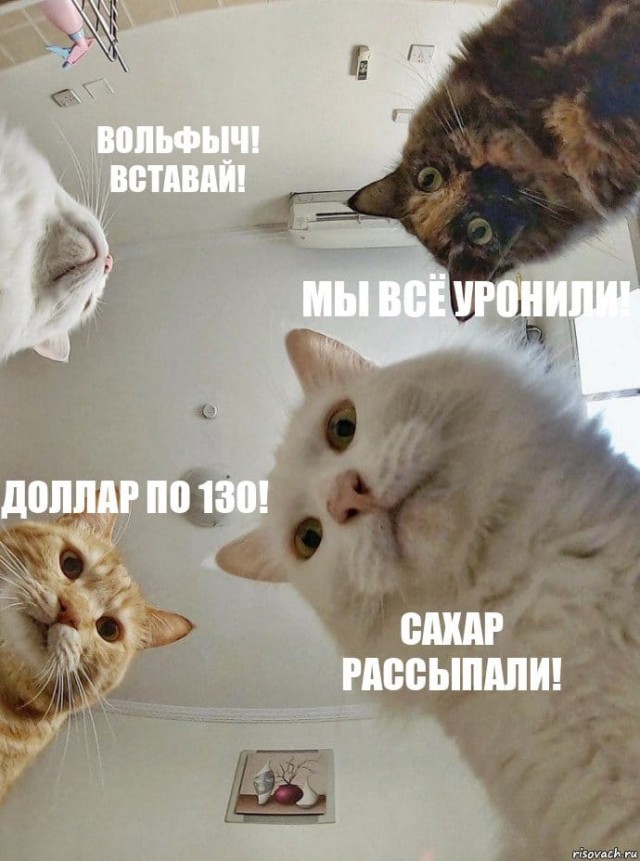 Вольфыч, просыпайся уже