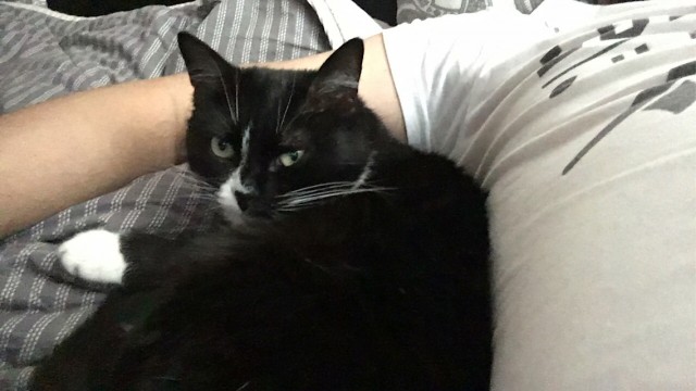 А это мой котан к котовторнику