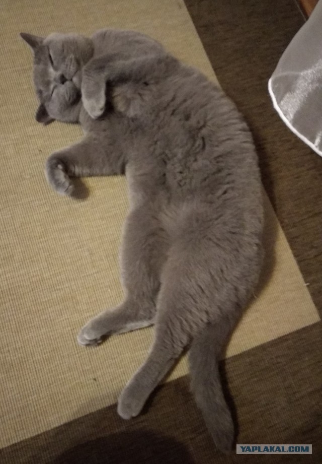 Котовторник ведь начался!
