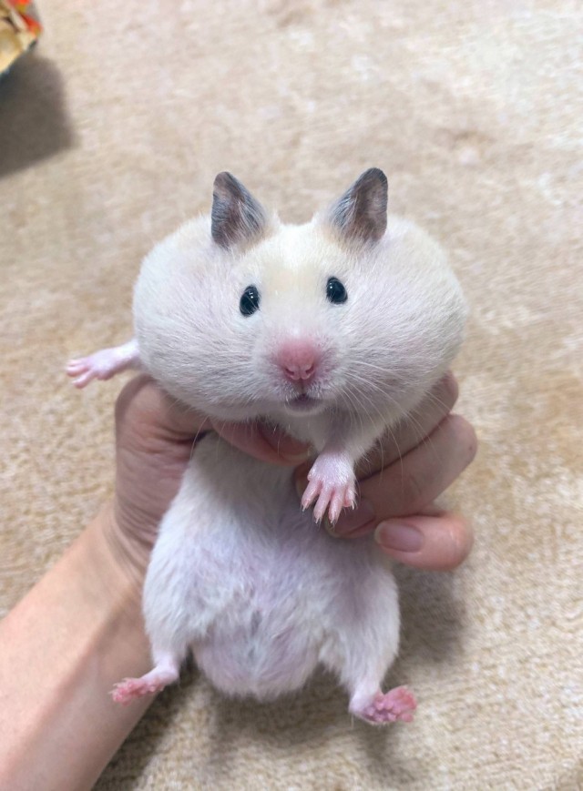 Арестовича сняли