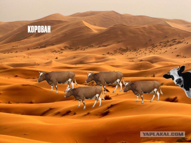 Гелендваген и коровы