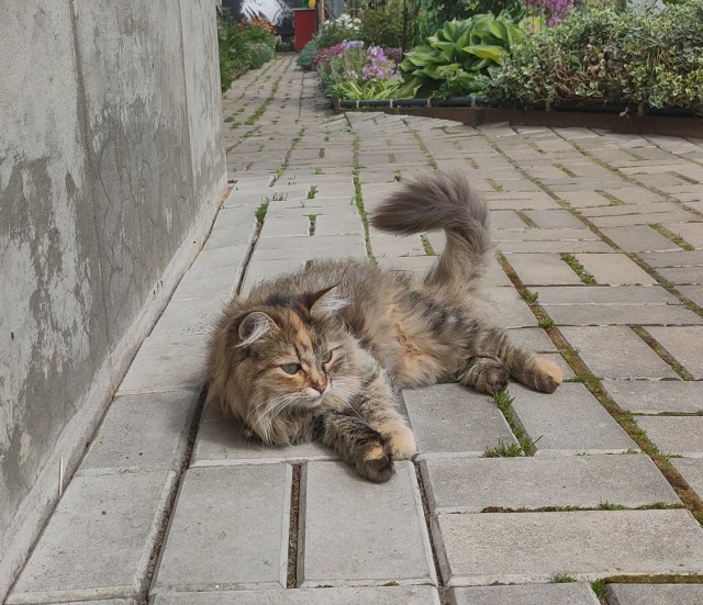Кот д’Ивуар