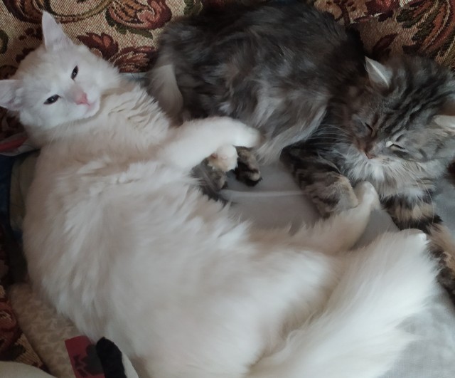 А как спит ваш кошачий?