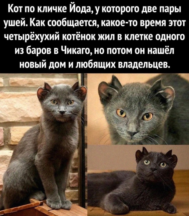 Картинки и мемы для настроения - 29