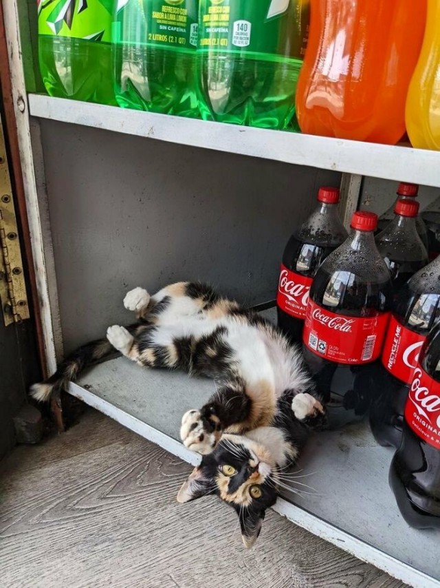 К котофторнику