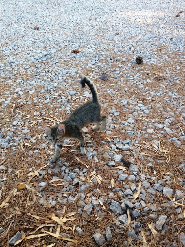 На котовторник