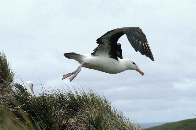 Северный ледовитый океан