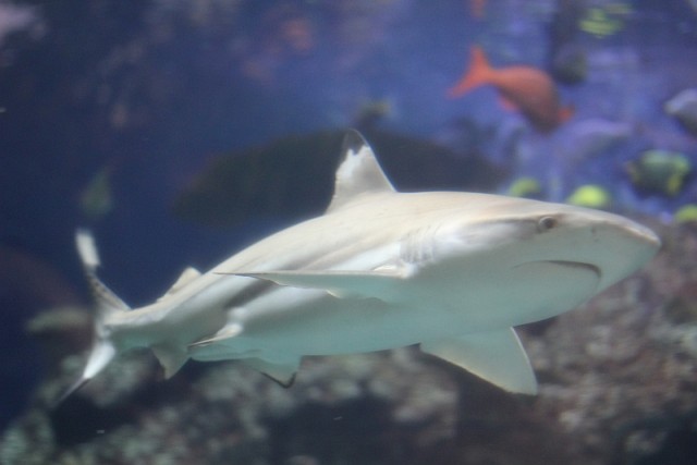 Деревенская Америка