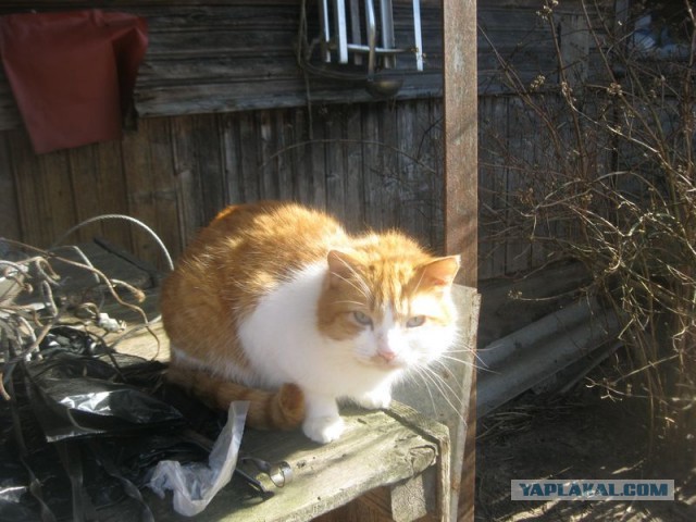 Жизнь домашнего приюта для котеек 438