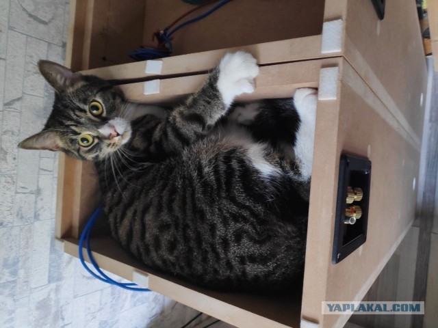 Как мы с "лохматым" колонки делали