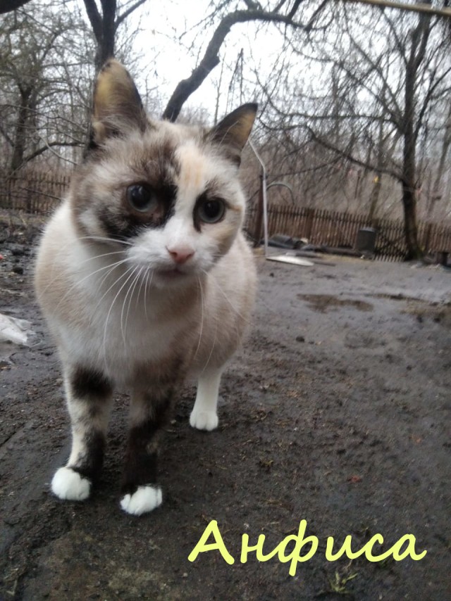 Жизнь домашнего приюта "Котоленд" 386