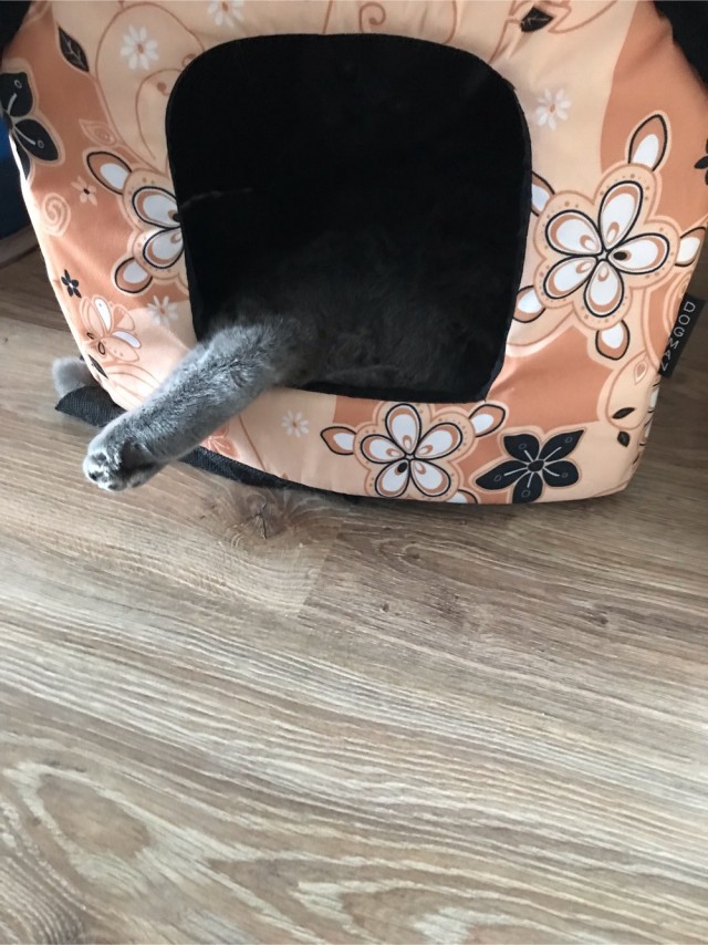 Котёнок ловит муху