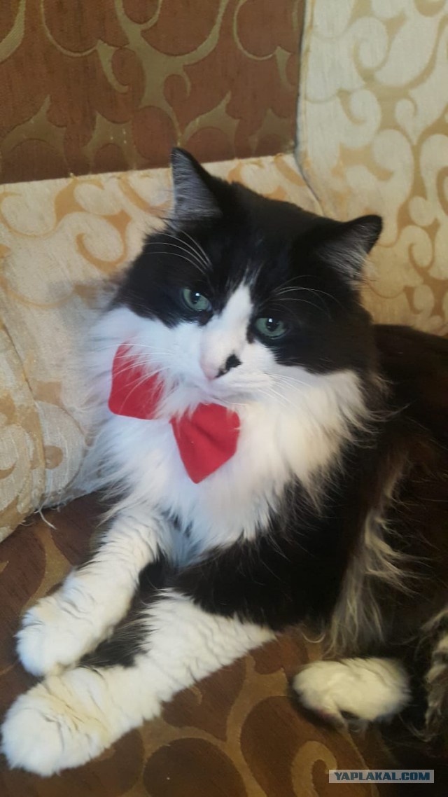 Котовторник! 16+ Коллеги-рабы, отмечаемся, у кого хозяину много лет!