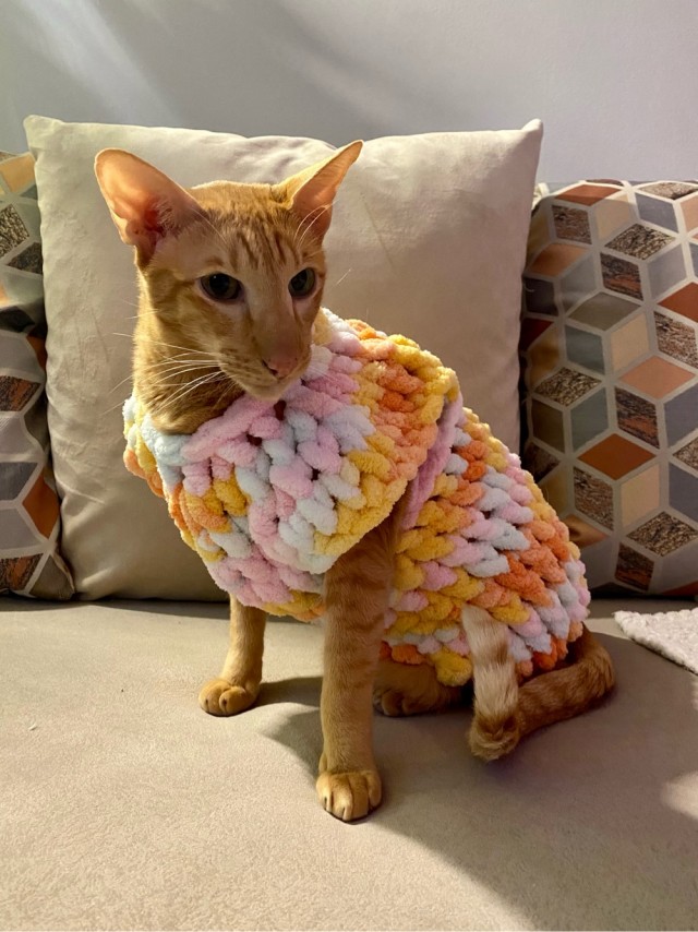 Котовторник Рыжих