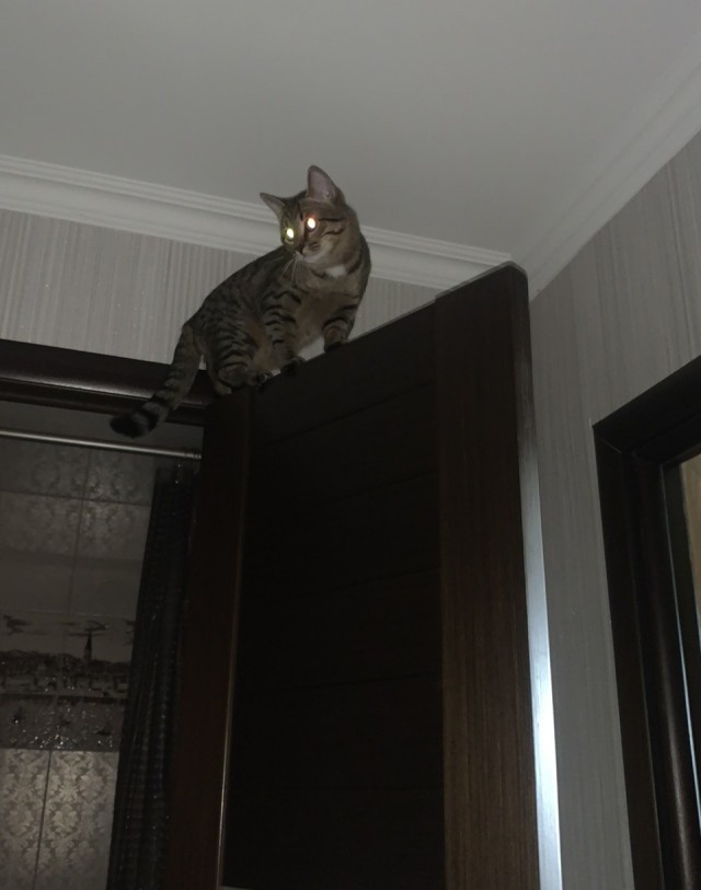 20 котиков, которые могли бы вести себя по-нормальному, но зачем, если их и так любят?