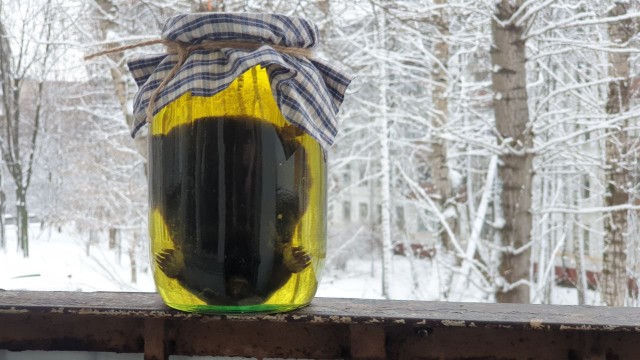 Мифы о ежах