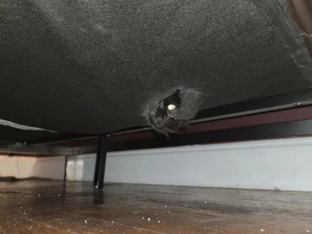 Котовторник в картинках