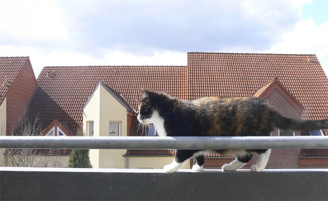 Котовторник 21.05.2013