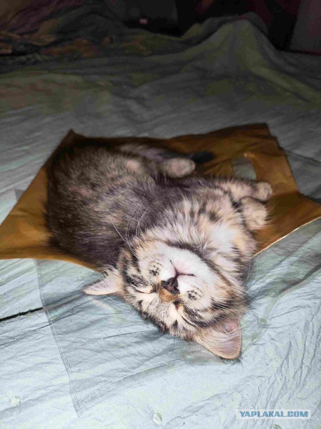 Подкидыш к котовторнику