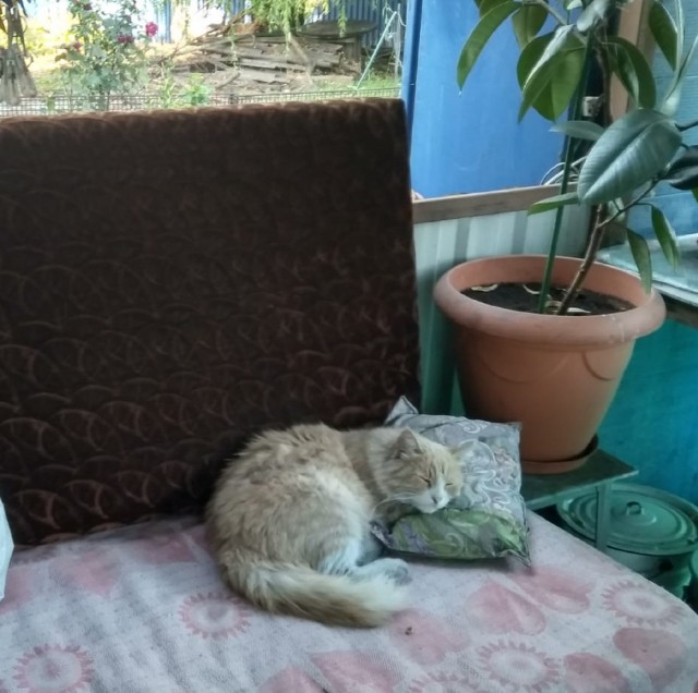 Котовторник в картинках