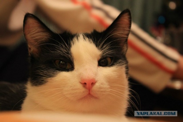 Котовторник 04.06.2013