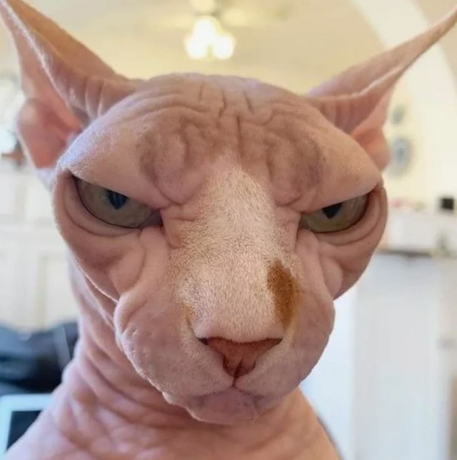Кот с человеческим лицом.