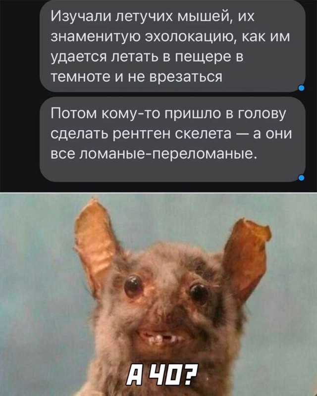 Немного забавных картинок от 20.05.2025