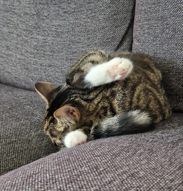 Спящих котеек тред