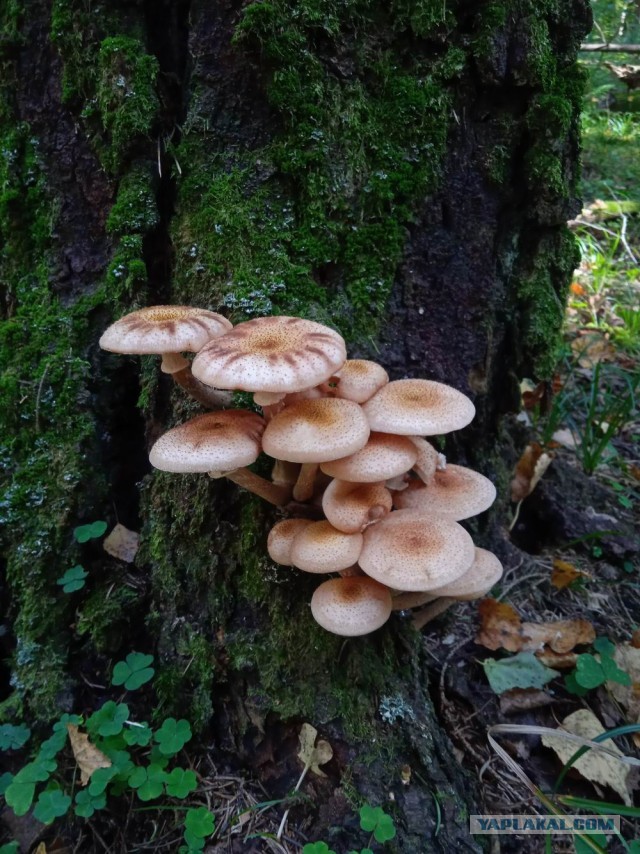 Не хвастаюсь, просто показываю.. Опята/Лес/Грибалка